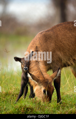 Cobe à croissant (Kobus ellipsiprymnus)Mère avec veau nouveau-né .Parc National de Nakuru de lac.Kenya Banque D'Images