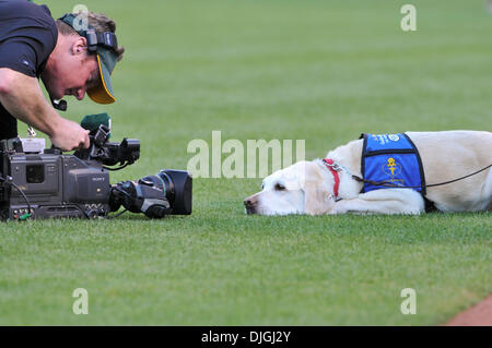 24 juillet 2010 - Oakland, CA, États-Unis d'Amérique - 23 juil 2010, Oakland, CA, USA ; l'un des chiens de service pour les ''Dogs pour des diabétiques'' prend une pause avant le match de vendredi au Oakland-Alameda County Coliseum. Les White Sox battre l'Athlétisme 5-1. Crédit obligatoire : Scott Beley / Southcreek Global Media (Image Crédit : © Southcreek/ZUMApress.com) mondial Banque D'Images