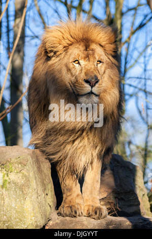 Le plus beau lion Photo Stock Alamy