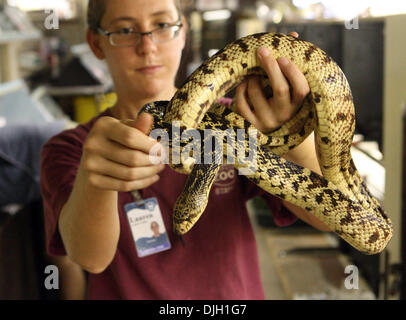 27 juillet 2010 - Memphis, TN, États-Unis - Tue, 27 Nov 10 (mdmpinesnake1) Photo de Mike MAPLE Découvert en 1929, le Louisiana Serpent Pin est l'un des reptiles les plus rares des Amériques. Le programme d'élevage au Memphis Zoo espère sauver le joli serpent. Zoo keeper Lauren Caskey s'occupe de la mère du nouveau né des serpents. (Crédit Image : © l'appel Commercial/ZUMApress.com) Banque D'Images