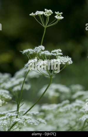 L'anis, Pimpinella anisum Banque D'Images