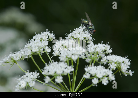L'anis, Pimpinella anisum Banque D'Images