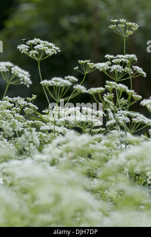L'anis, Pimpinella anisum Banque D'Images