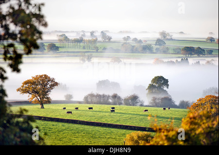 Les vaches de pâturage émerger en plein jour dans un matin brumeux près de Wotton-under-edge dans les Cotswolds Gloucestershire UK Banque D'Images