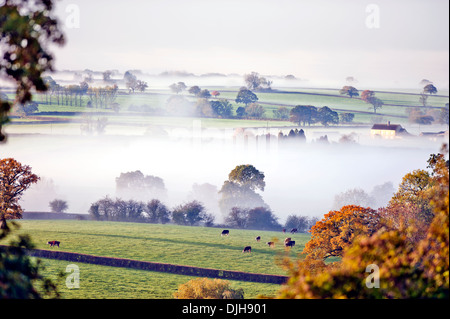 Les vaches de pâturage émerger en plein jour dans un matin brumeux près de Wotton-under-edge dans les Cotswolds Gloucestershire UK Banque D'Images