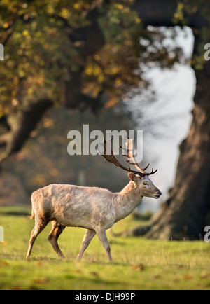 Un cerf blanc entouré par la couleur en automne dans le Parc des Gazelles du Berkeley Estate, Gloucestershire UK Novembre Banque D'Images