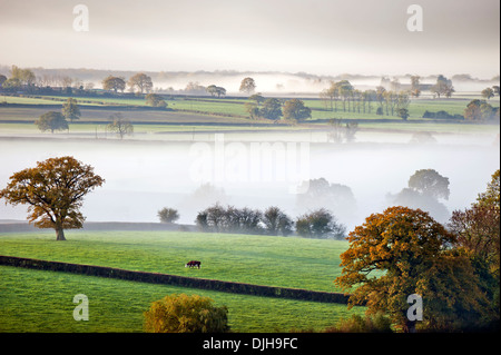 Les vaches de pâturage émerger en plein jour dans un matin brumeux près de Wotton-under-edge dans les Cotswolds Gloucestershire UK Banque D'Images