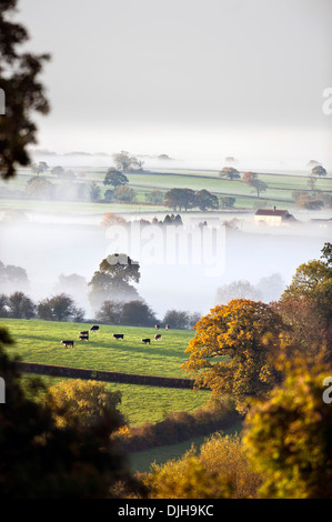 Les vaches de pâturage émerger en plein jour dans un matin brumeux près de Wotton-under-edge dans les Cotswolds Gloucestershire UK Banque D'Images