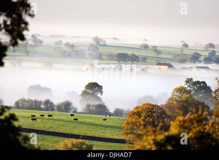 Les vaches de pâturage émerger en plein jour dans un matin brumeux près de Wotton-under-edge dans les Cotswolds Gloucestershire UK Banque D'Images