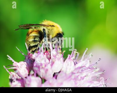 Un plan macro d'abeille sur fleur bleue. Banque D'Images