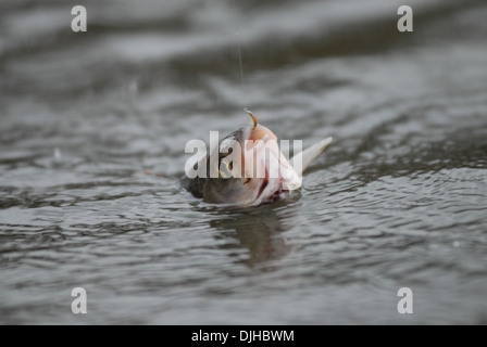 La pêche à la mouche de l'ombre arctique uk Banque D'Images