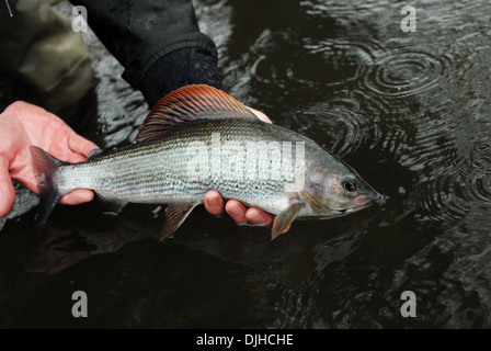 La pêche à la mouche de l'ombre arctique uk Banque D'Images