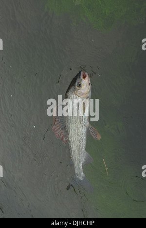 La pêche à la mouche de l'ombre arctique uk Banque D'Images