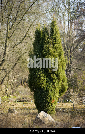 Genévrier commun, Juniperus communis Banque D'Images