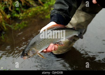 La pêche à la mouche de l'ombre arctique uk Banque D'Images