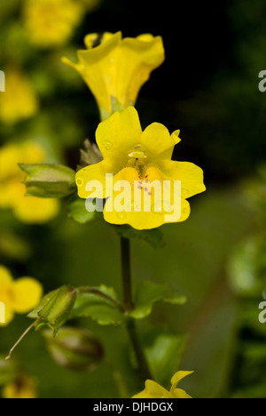 Monkey flower commun, Mimulus guttatus Banque D'Images