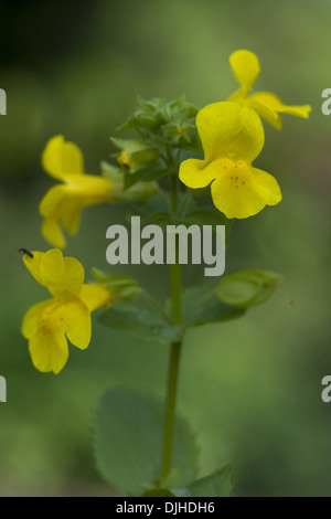 Monkey flower commun, Mimulus guttatus Banque D'Images