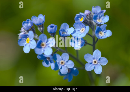 Alpine forget-me-not, Myosotis alpestris Banque D'Images