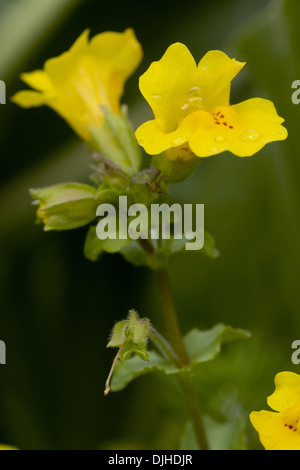 Monkey flower commun, Mimulus guttatus Banque D'Images