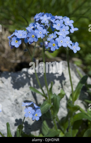 Alpine forget-me-not, Myosotis alpestris Banque D'Images