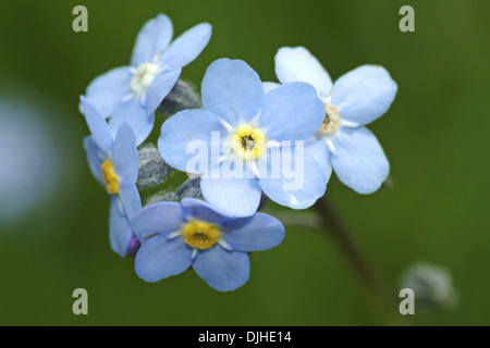 Le bois ne m'oubliez pas, Myosotis sylvatica Banque D'Images