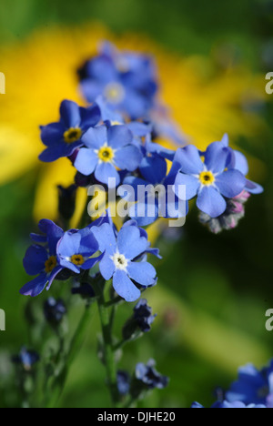 Le bois ne m'oubliez pas, Myosotis sylvatica Banque D'Images