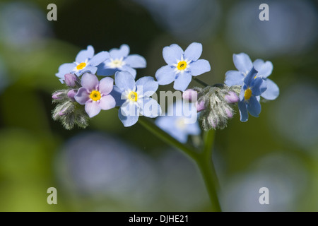 Le bois ne m'oubliez pas, Myosotis sylvatica Banque D'Images