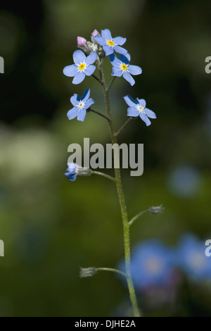 Le bois ne m'oubliez pas, Myosotis sylvatica Banque D'Images