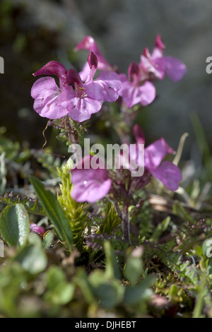 Kerner de Furbish, Pedicularis kerneri Banque D'Images