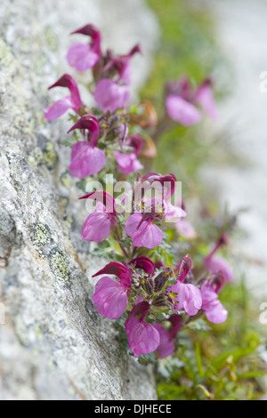 Kerner de Furbish, Pedicularis kerneri Banque D'Images