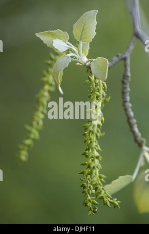 Peuplier Populus alba, argent Banque D'Images