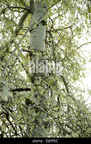 Peuplier Populus alba, argent Banque D'Images