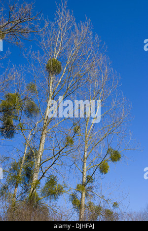 Les peupliers (Populus canadensis) avec gui (Viscum album) Banque D'Images