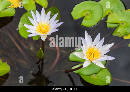 Dans l'étang de lotus Banque D'Images