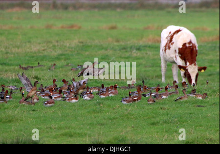 Groupe de wigeons eurasiens (Mareca penelope) dans un pré, à côté d'une vache de pâturage Banque D'Images