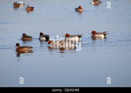 Close-up d'un groupe de canards d'Eurasie (Anas penelope) dans un établissement d'hiver, natation Banque D'Images