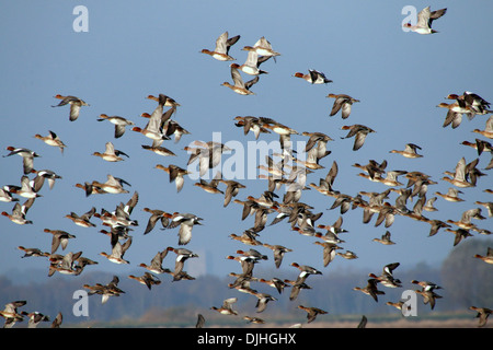 Un grand groupe de wigeons eurasiens (Marreca penelope) prend son congé Banque D'Images