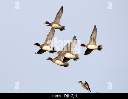 Groupe de 5 wigeons européens (Marreca penelope) en vol Banque D'Images