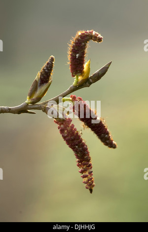 Gray, peuplier Populus x canescens Banque D'Images