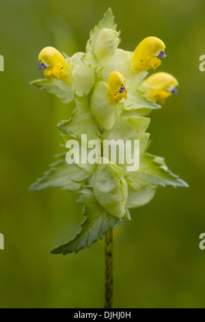 De plus, des Rhinanthus serotinus Banque D'Images