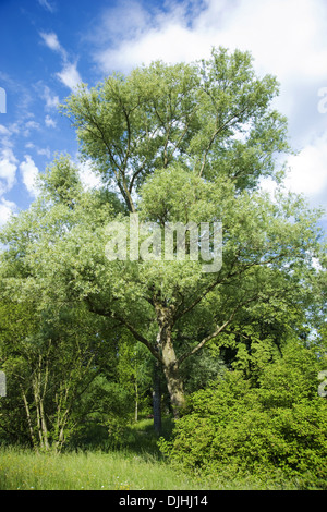 Saule blanc Salix alba, Banque D'Images