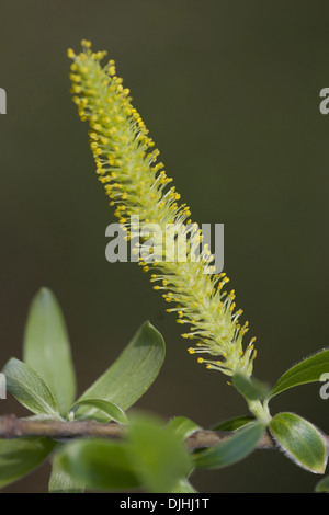 Saule blanc Salix alba, Banque D'Images
