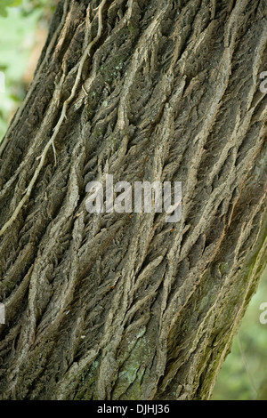 Saule blanc Salix alba, Banque D'Images