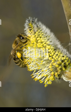 Willow, Salix cinerea grey Banque D'Images