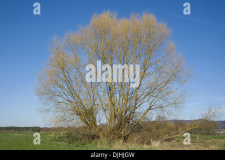 Willow, Salix fragilis crack Banque D'Images