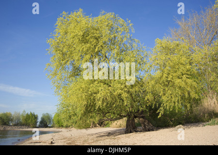 Saule pleureur, Salix x chrysocoma Banque D'Images