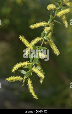 Saule pleureur, Salix x chrysocoma Banque D'Images