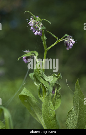 Symphytum officinale Consoude, commun Banque D'Images