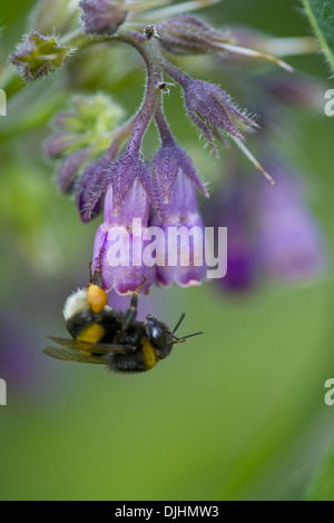 Symphytum officinale Consoude, commun Banque D'Images