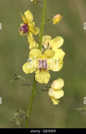 Espèce de molène, Verbascum blattaria Banque D'Images